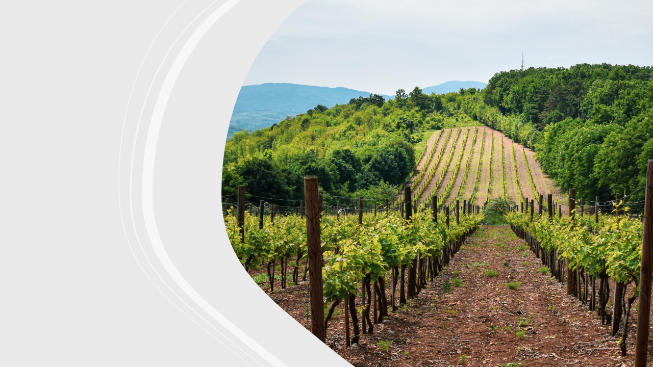 IL SISTEMA DELL’ADOZIONE