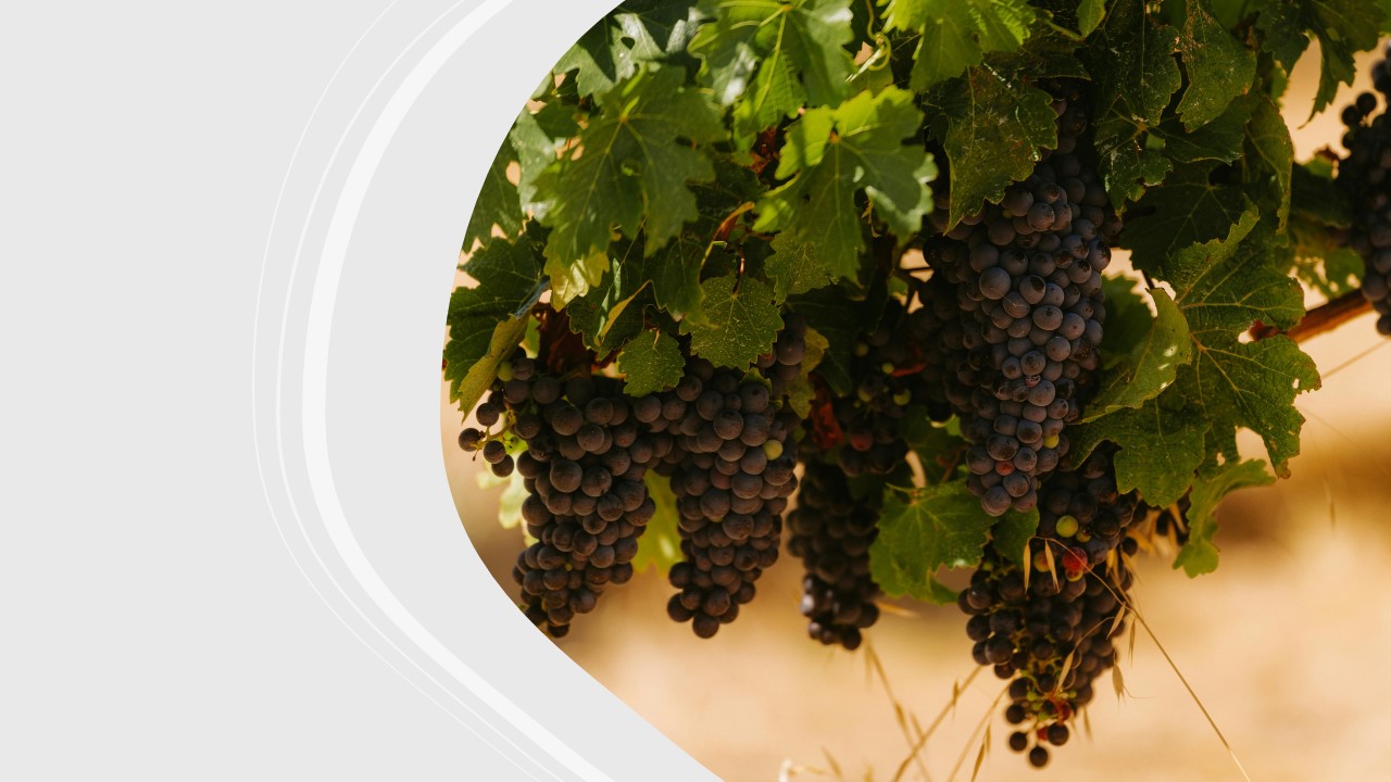 Alla scoperta del Merlot