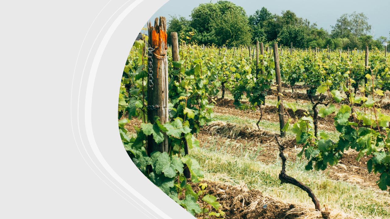 ALLA SCOPERTA DELLO CHARDONNAY